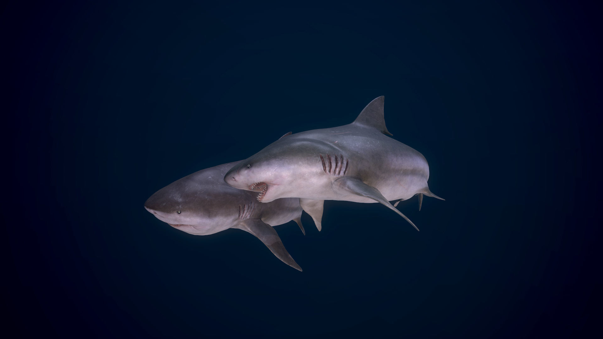Bull Sharks Low-poly 3D model_4