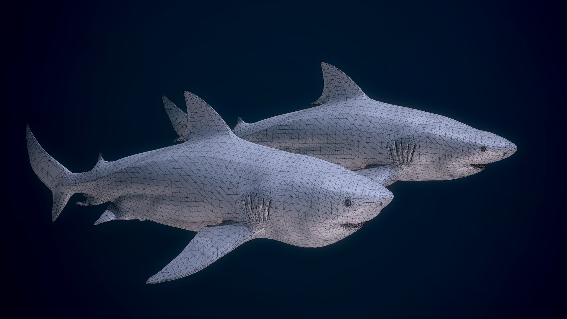 Bull Sharks Low-poly 3D model_9