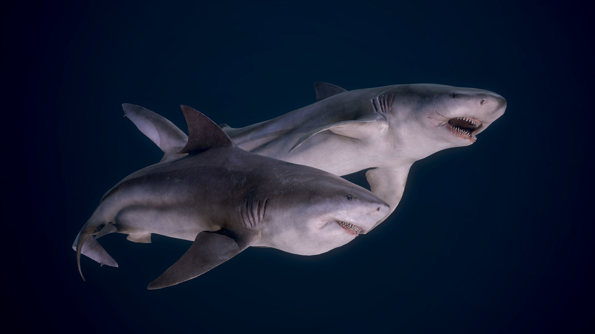 Bull Sharks Low-poly 3D model_2