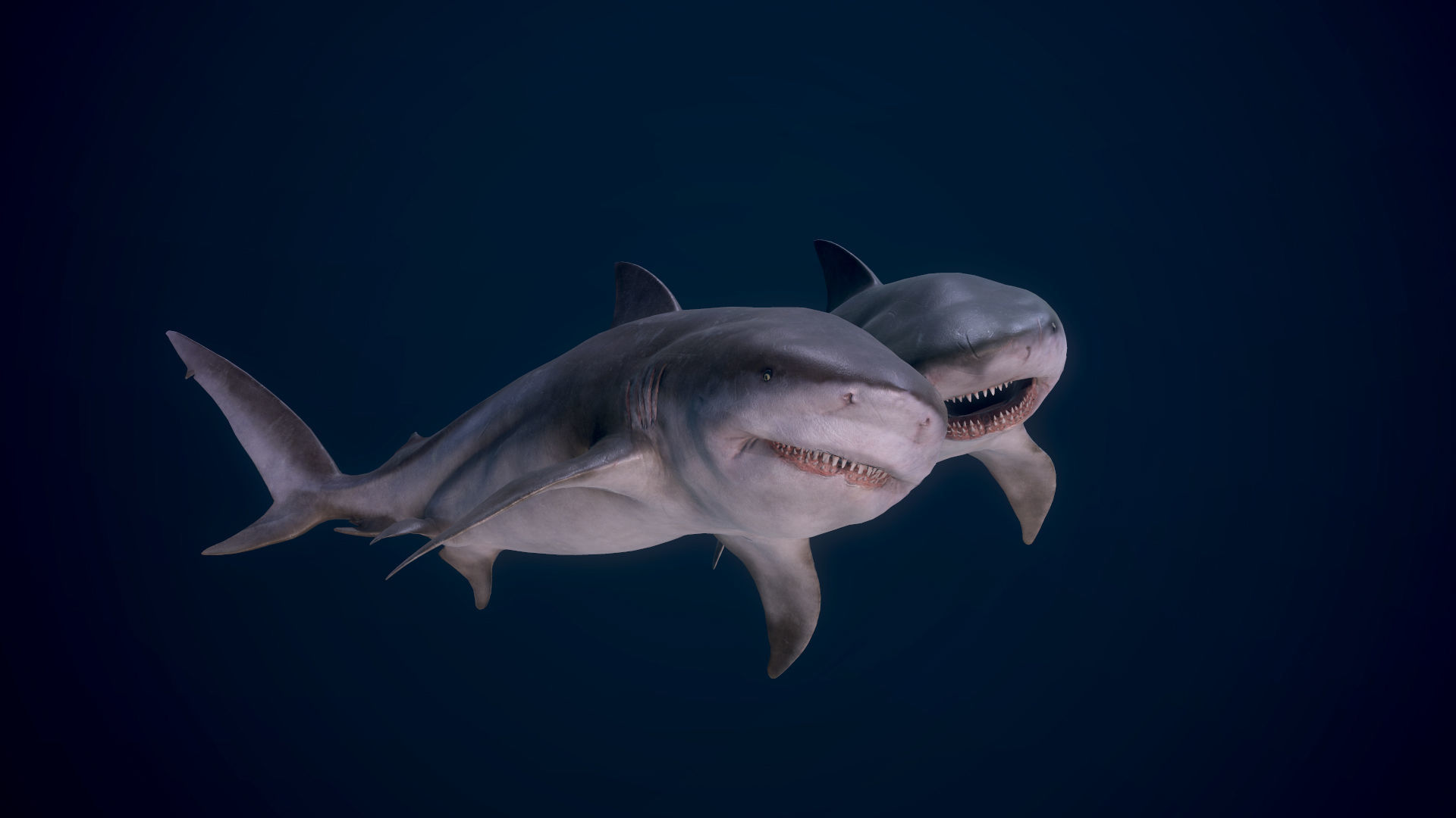 Bull Sharks Low-poly 3D model_3