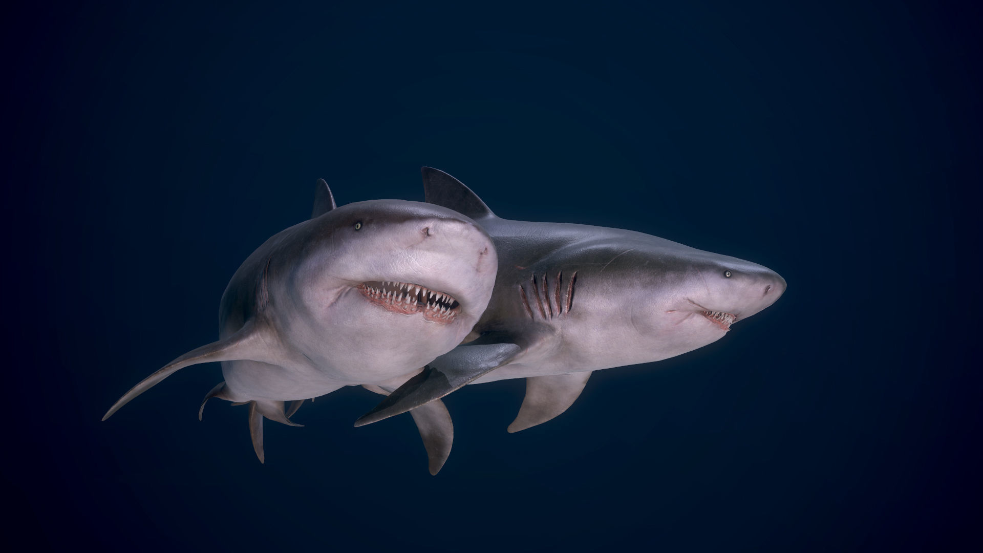 Bull Sharks Low-poly 3D model_5