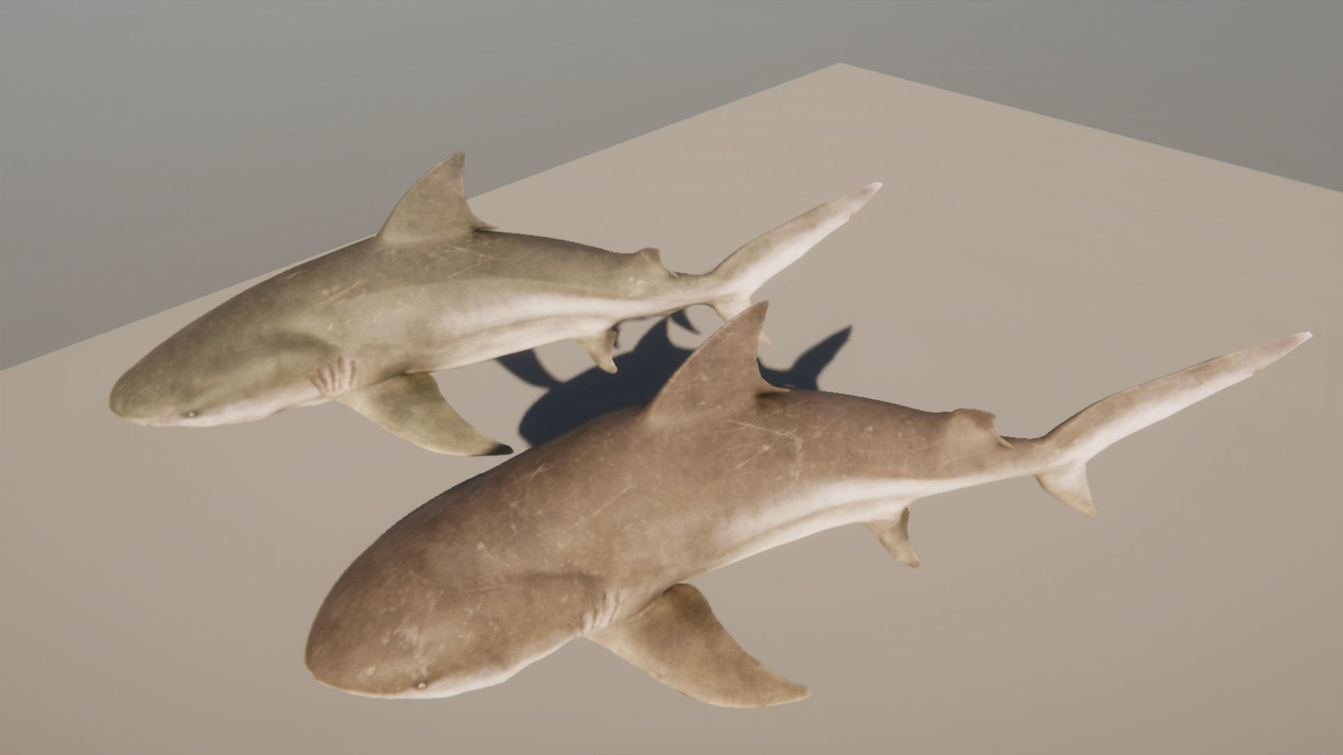Bull Sharks Low-poly 3D model_17