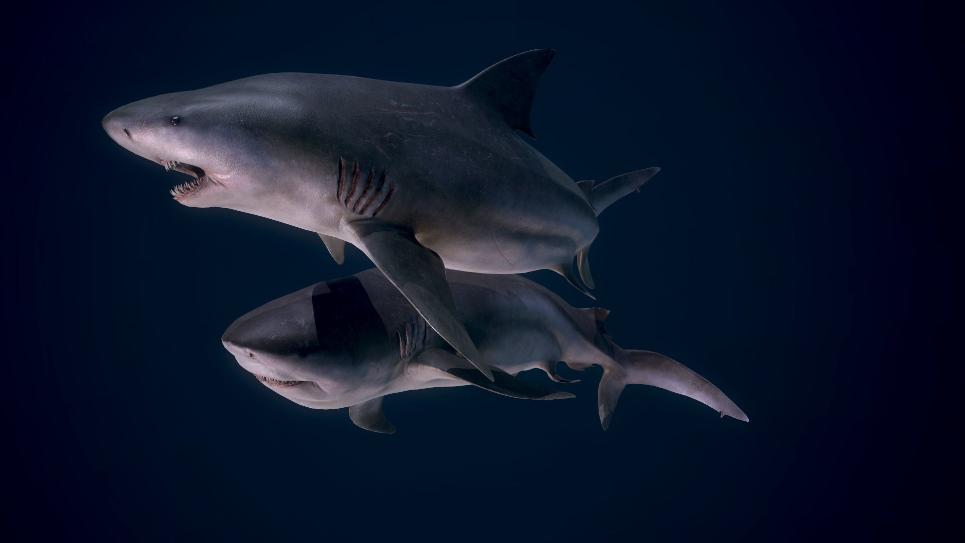 Bull Sharks Low-poly 3D model_7