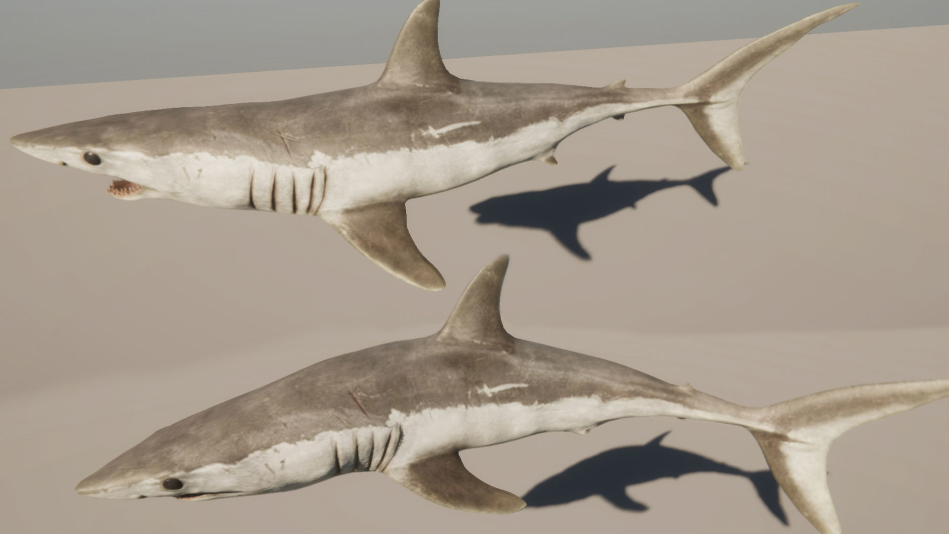Mako Shark Low-poly 3D model_14