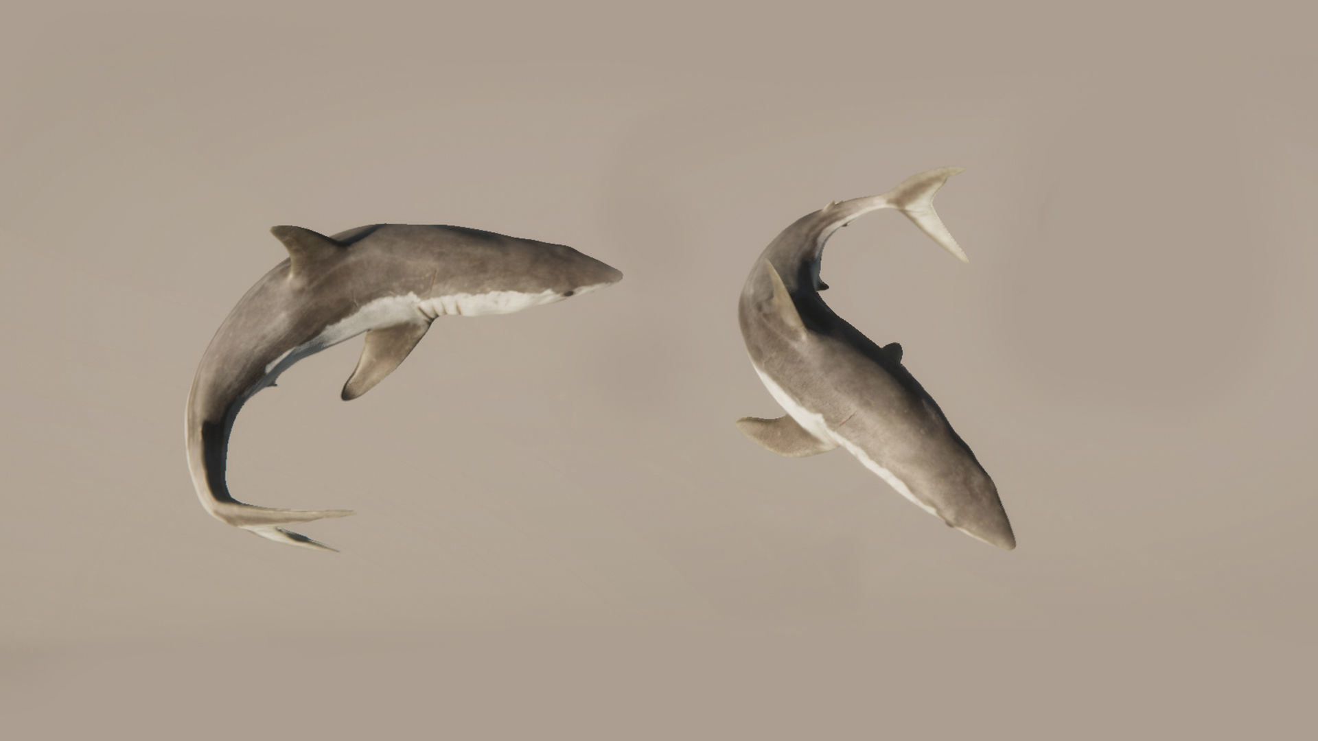 Mako Shark Low-poly 3D model_13