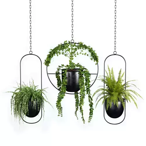 Indoor Plant Set 01 Hanging Plants