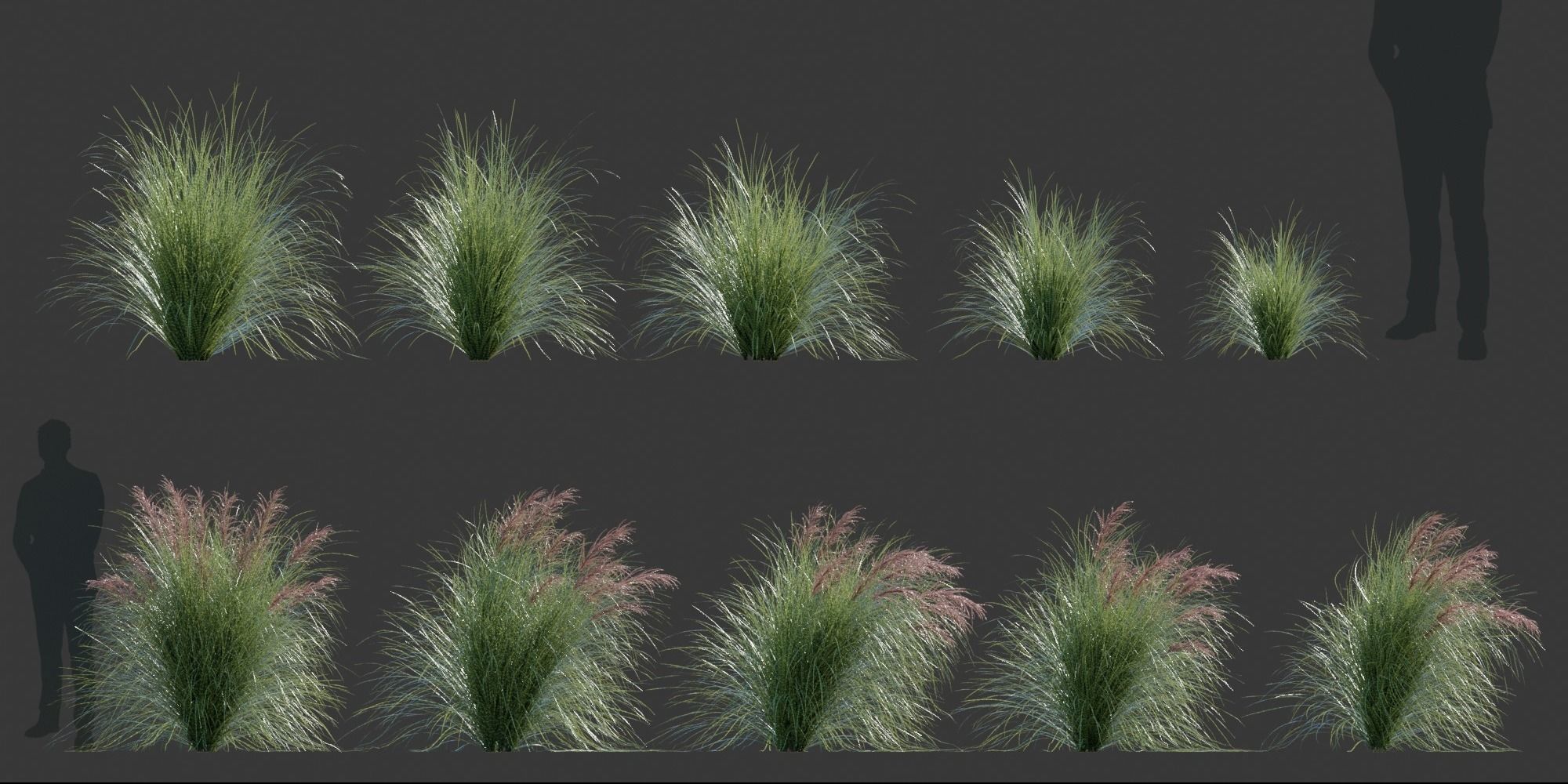 Miscanthus sinensis zebrinus - Zebragrass 3D model_1