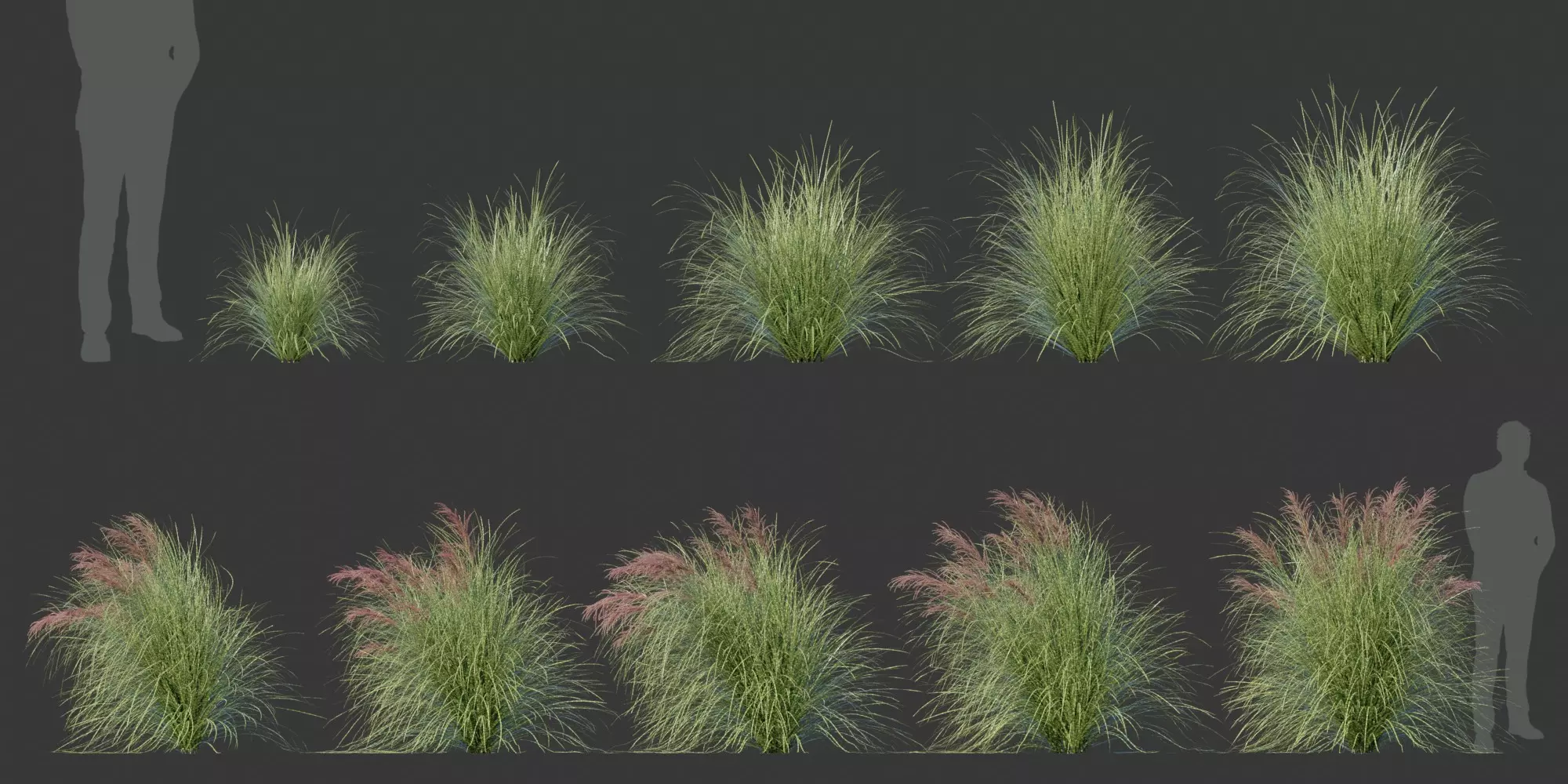 Miscanthus sinensis zebrinus - Zebragrass 3D model_0