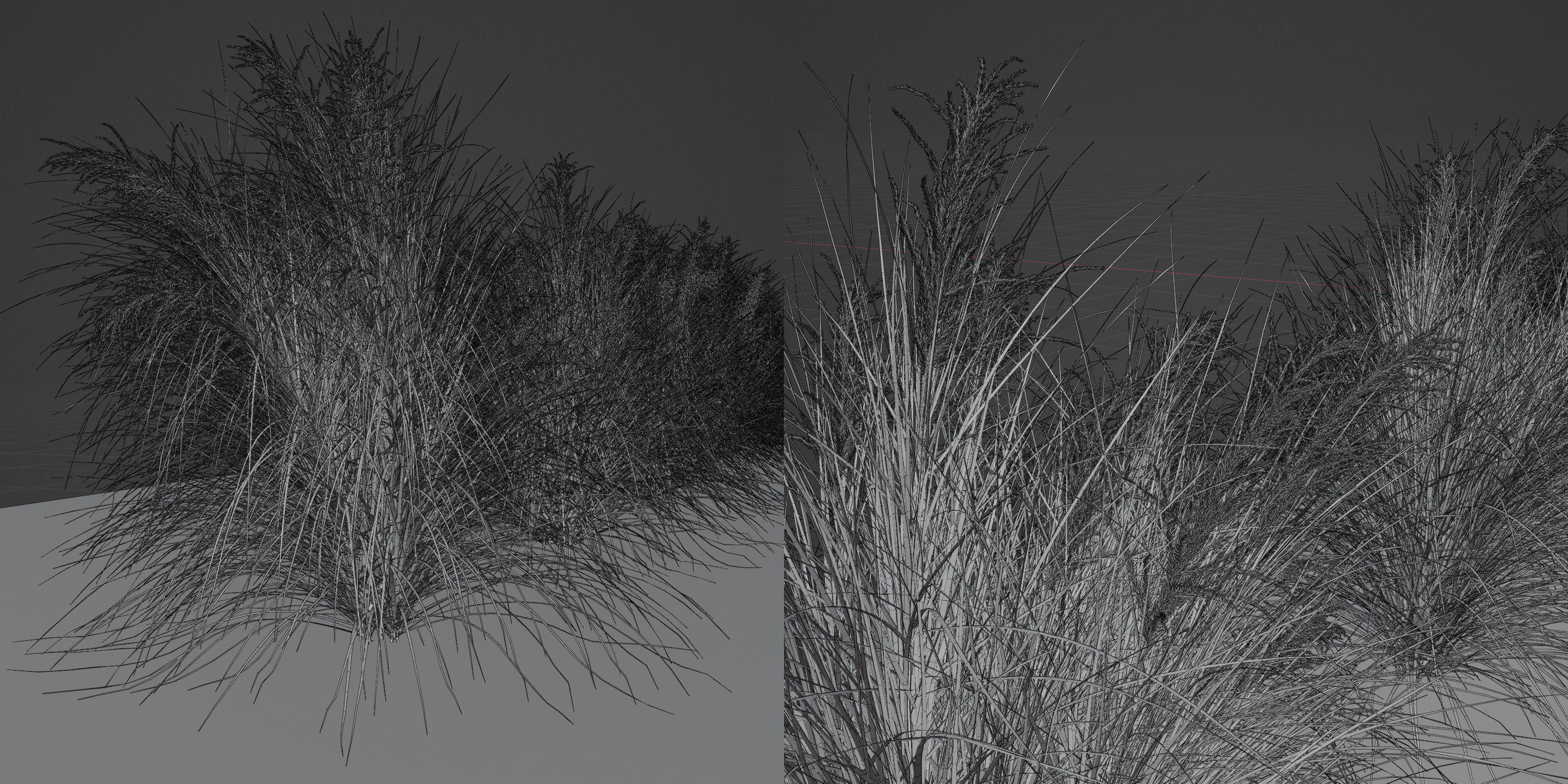 Miscanthus sinensis zebrinus - Zebragrass 3D model_4