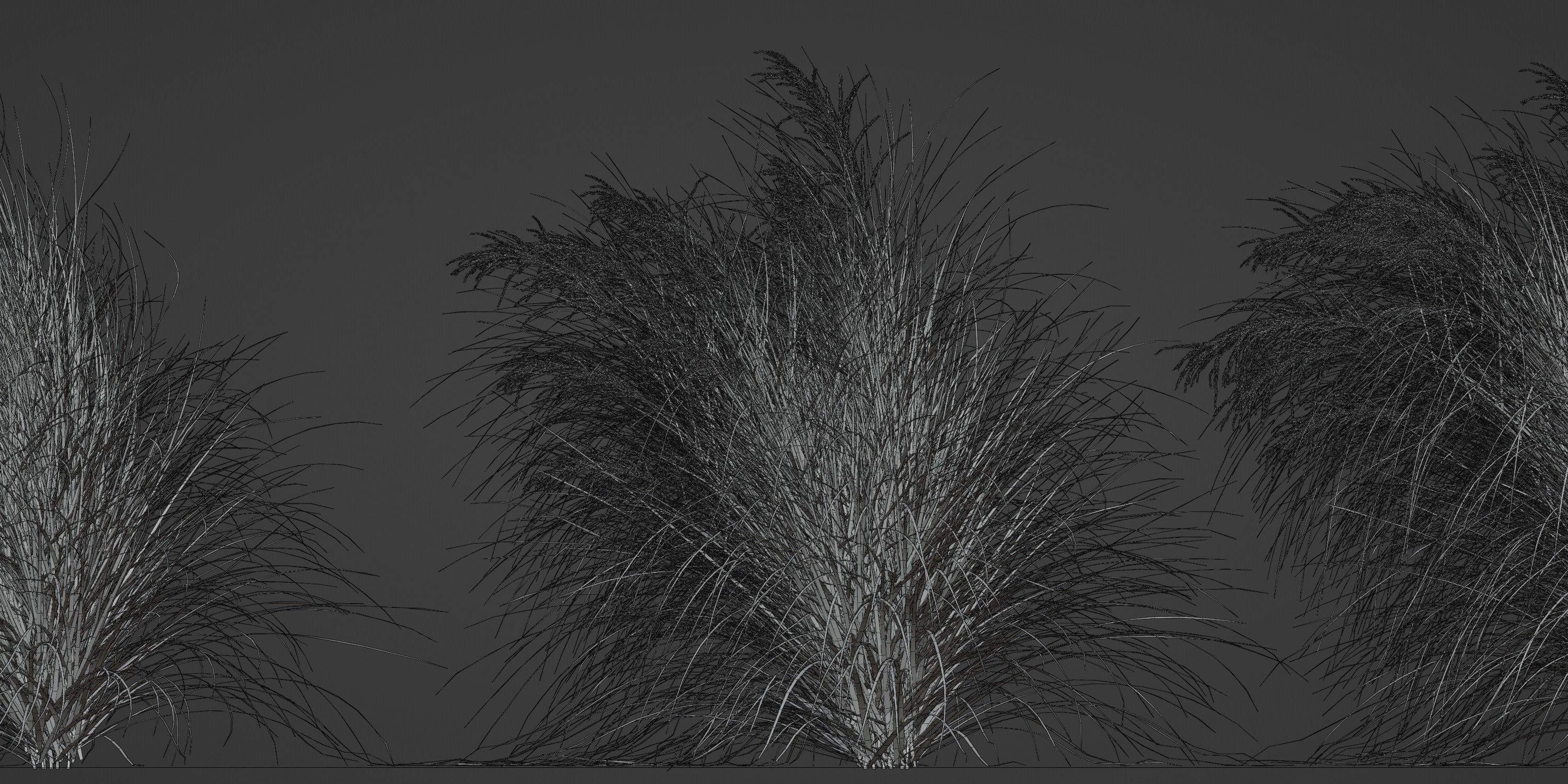 Miscanthus sinensis zebrinus - Zebragrass 3D model_3