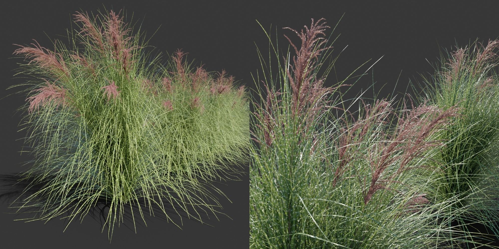 Miscanthus sinensis zebrinus - Zebragrass 3D model_2