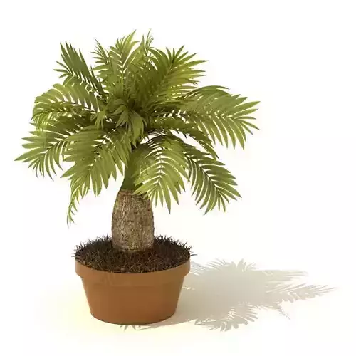 Potted Palm Tree