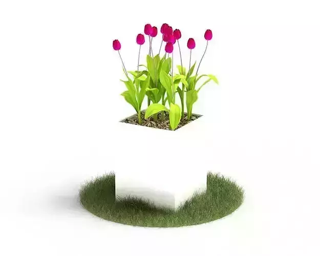 Pink Tulips In A Square Pot