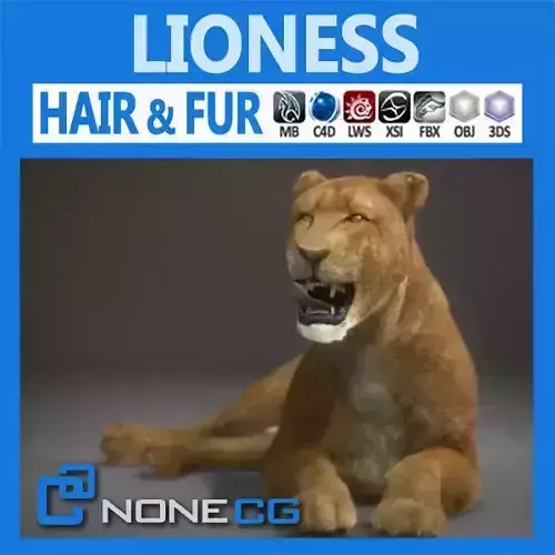 Lioness lion