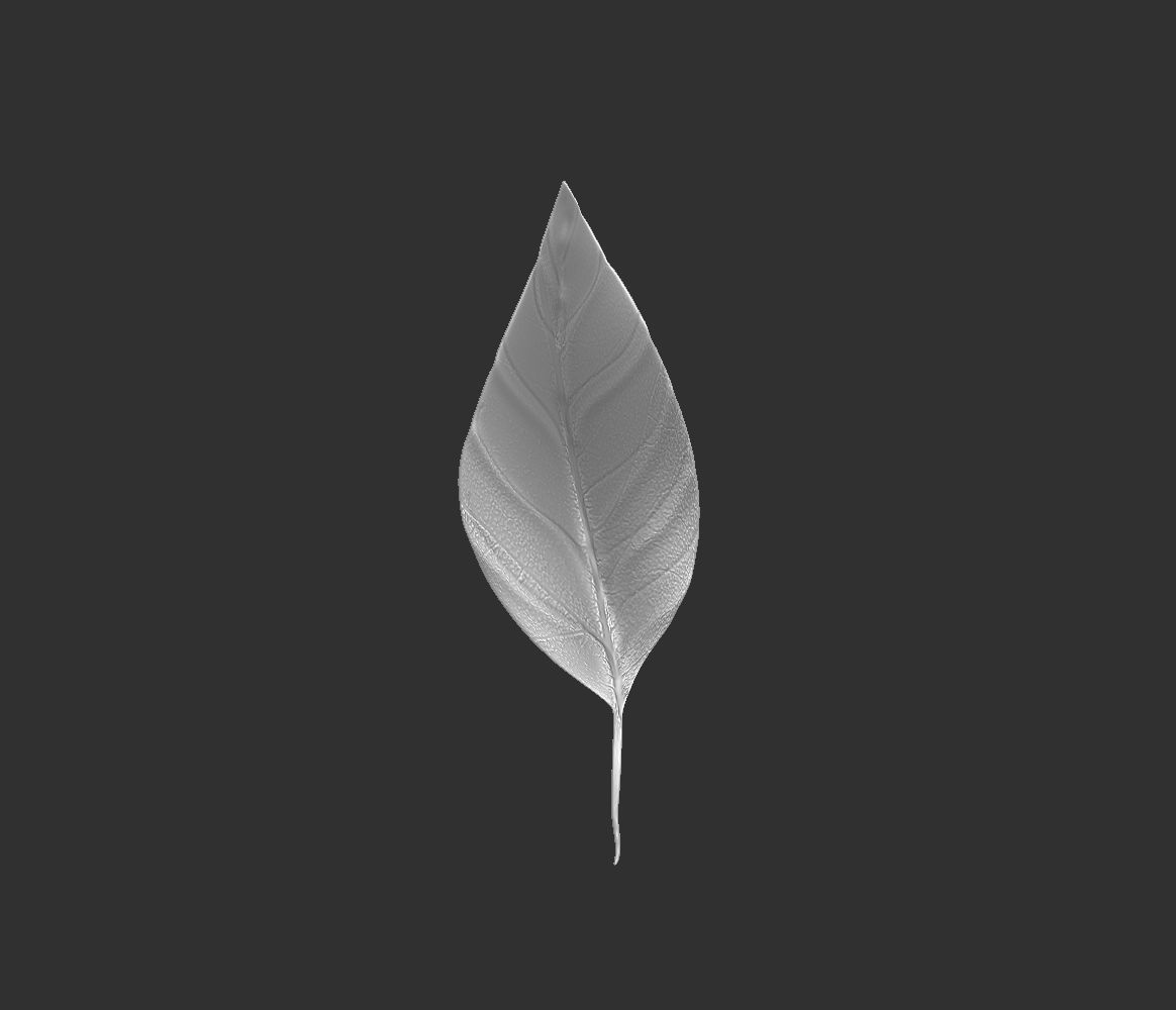14 high-poly leafs and branches Zbrush IMM brush set 3D model_4