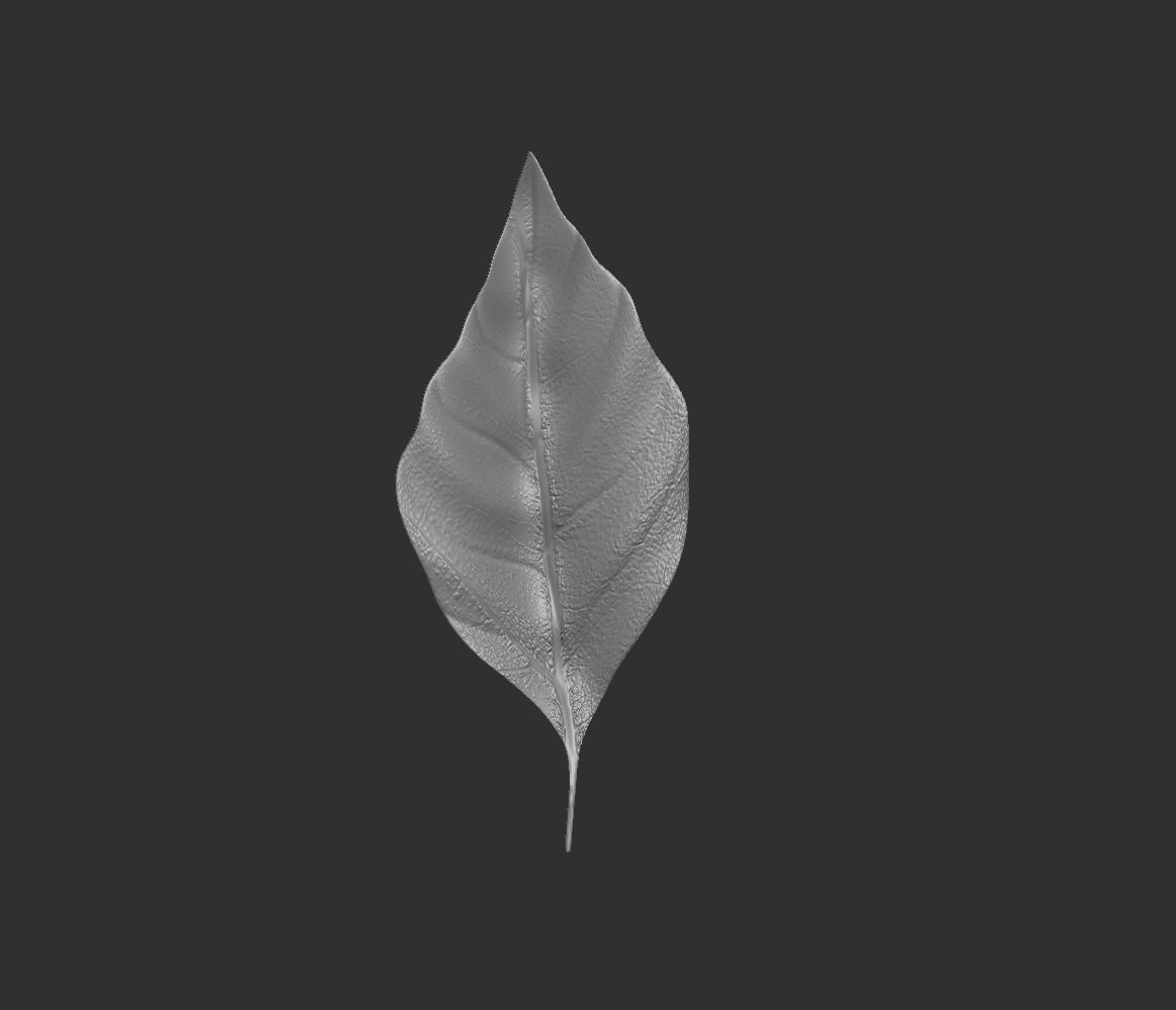 14 high-poly leafs and branches Zbrush IMM brush set 3D model_6
