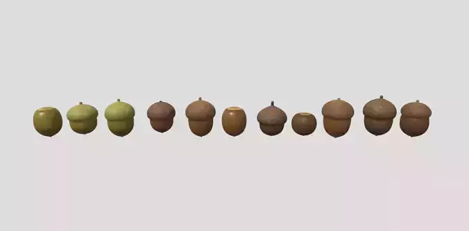 acorn acorns