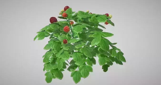 berry tree