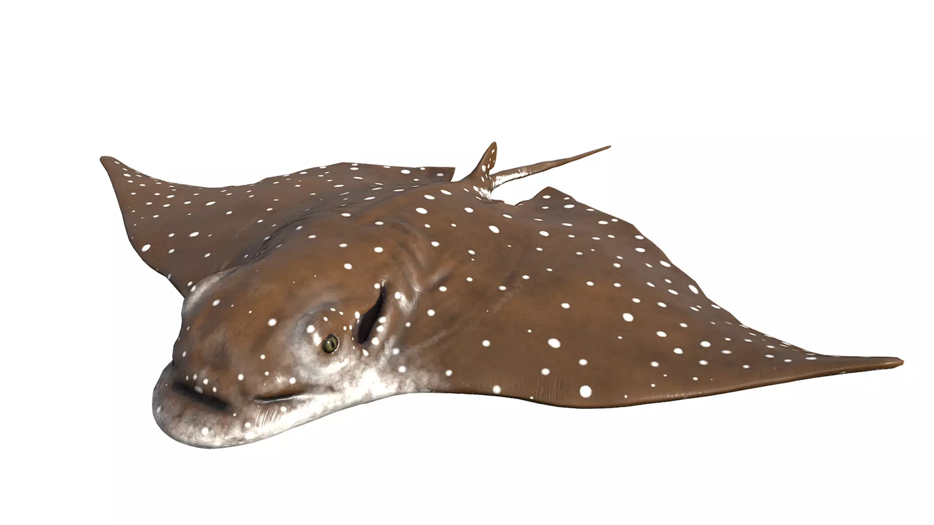 Eagle Ray Low-poly 3D model_0