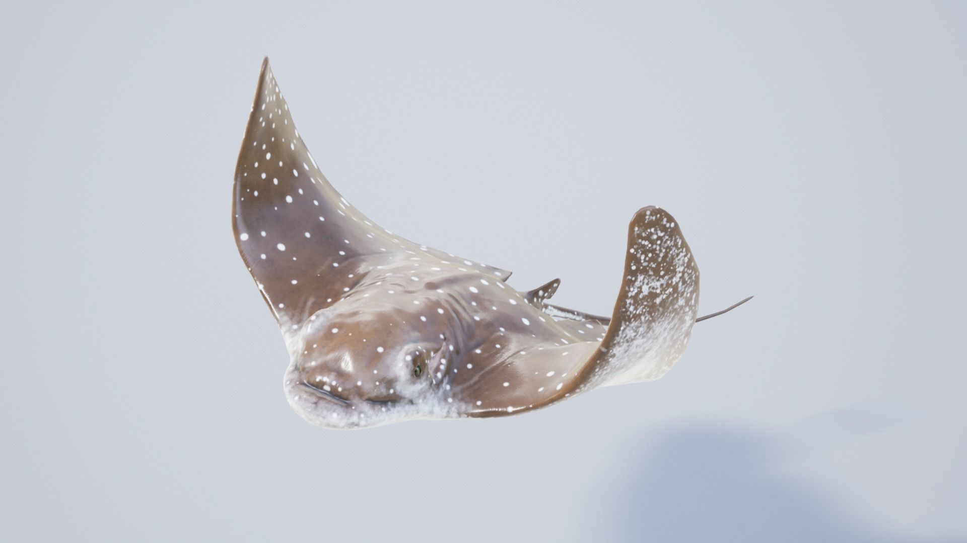 Eagle Ray Low-poly 3D model_14