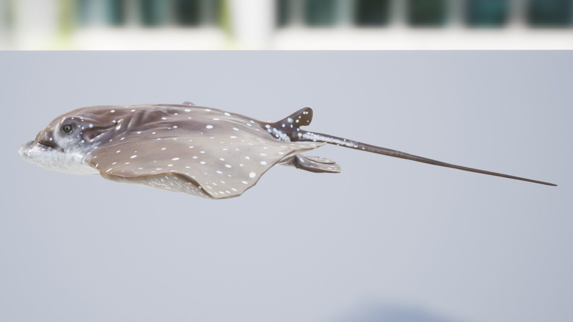 Eagle Ray Low-poly 3D model_9