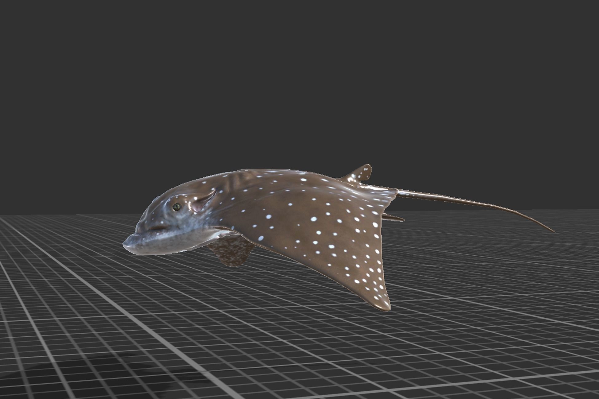 Eagle Ray Low-poly 3D model_8