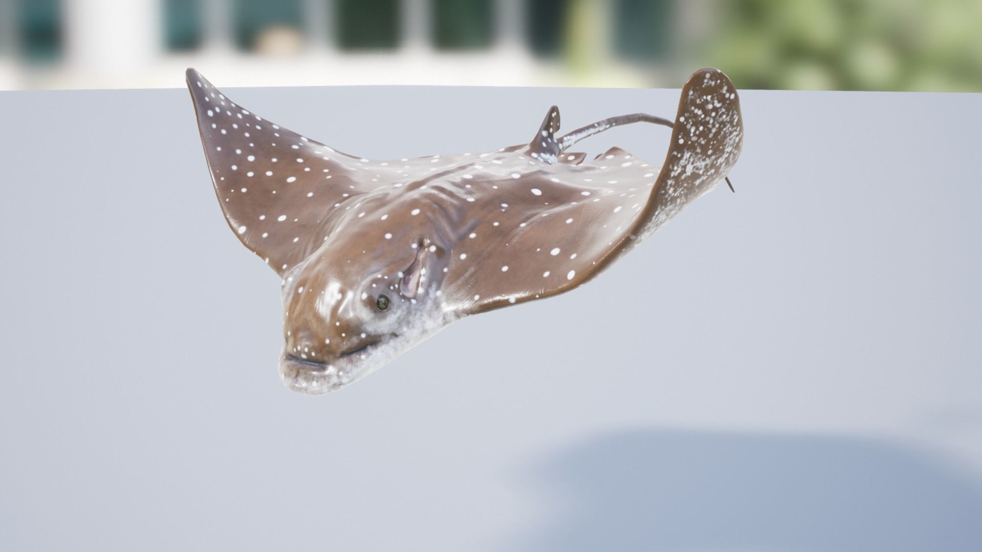 Eagle Ray Low-poly 3D model_13