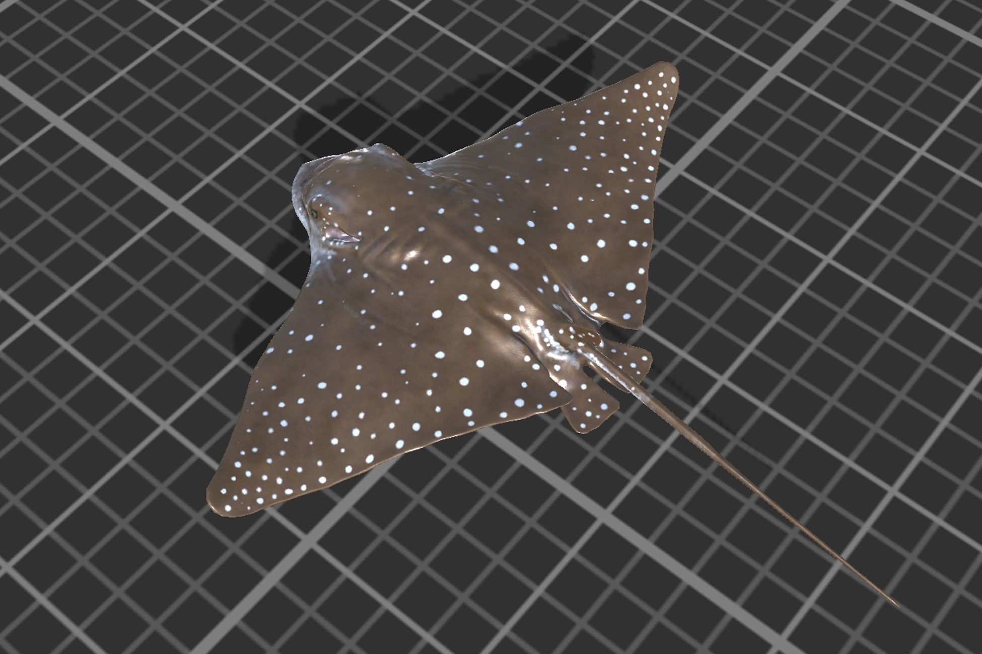 Eagle Ray Low-poly 3D model_5