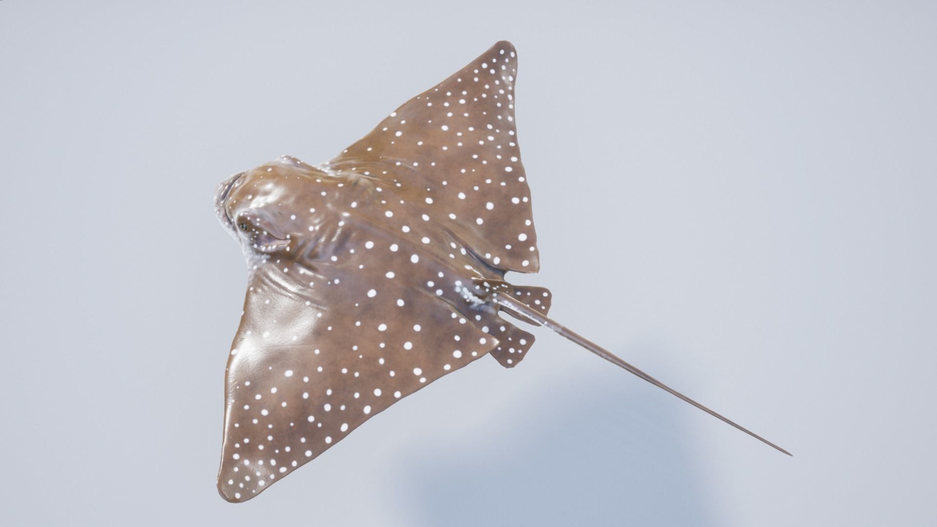 Eagle Ray Low-poly 3D model_11