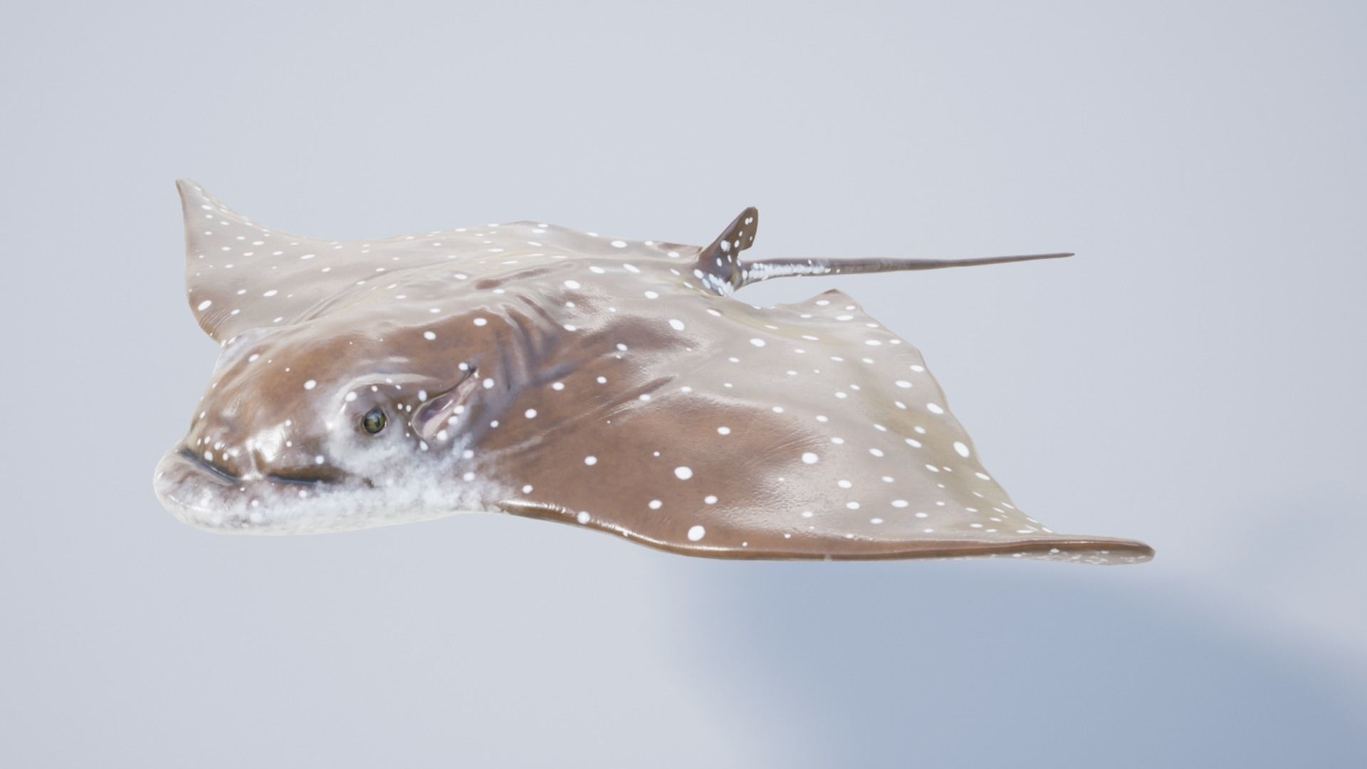Eagle Ray Low-poly 3D model_10
