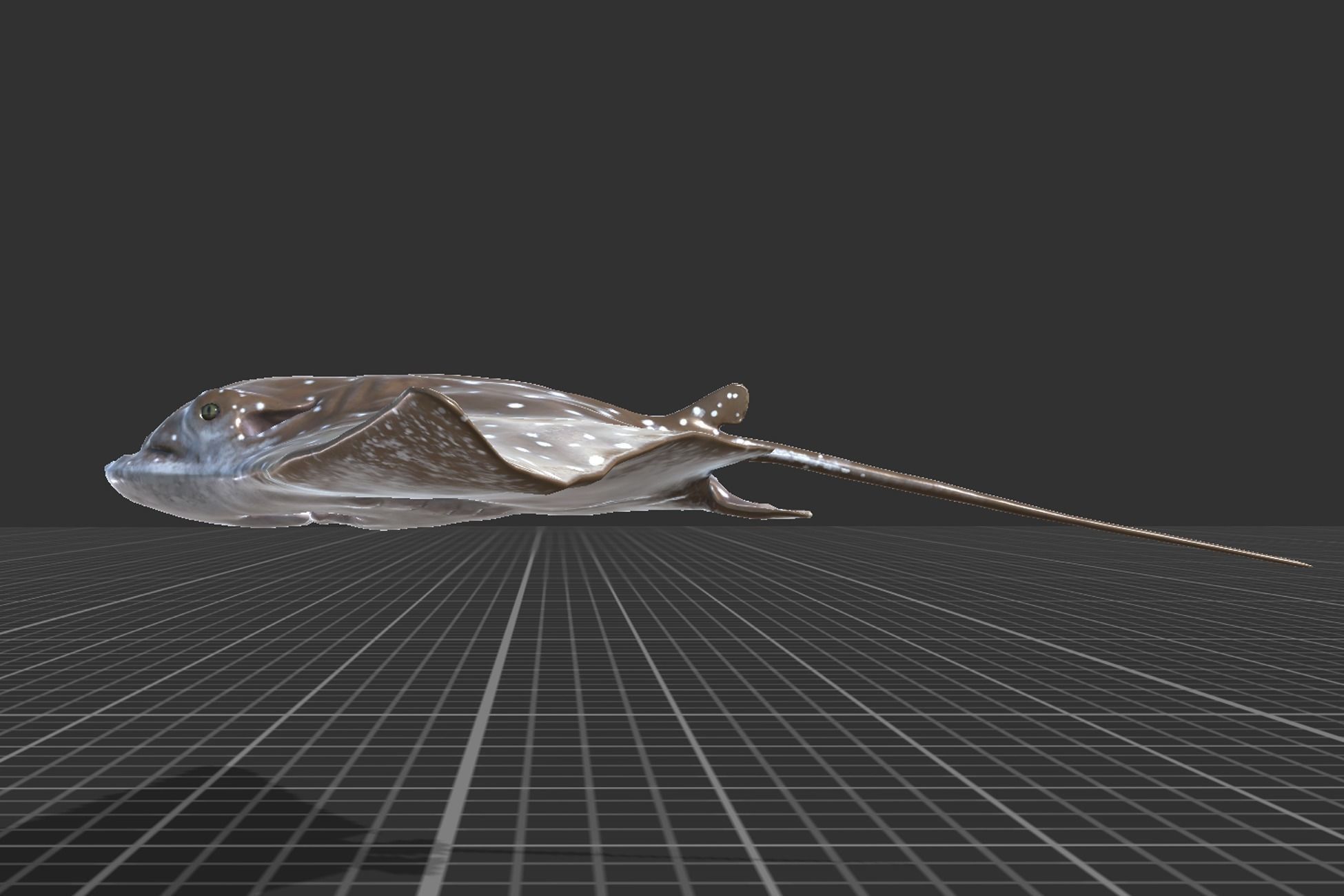 Eagle Ray Low-poly 3D model_3