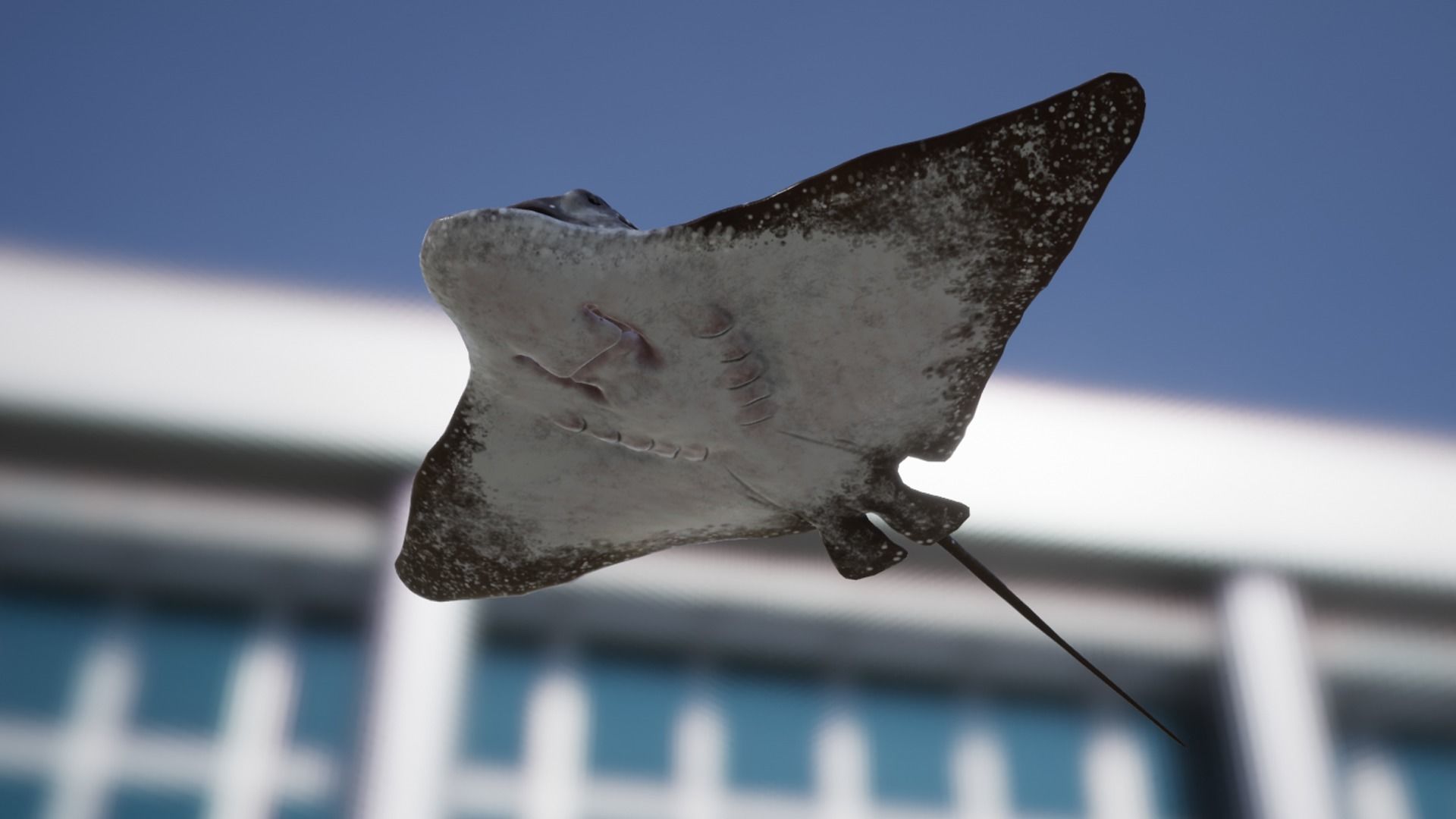 Eagle Ray Low-poly 3D model_12