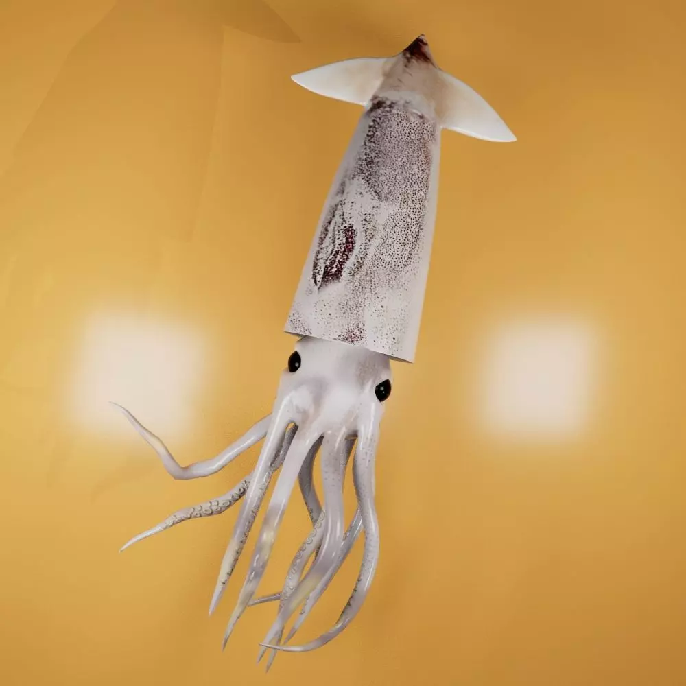 Squid Model hanging on wall 3D model