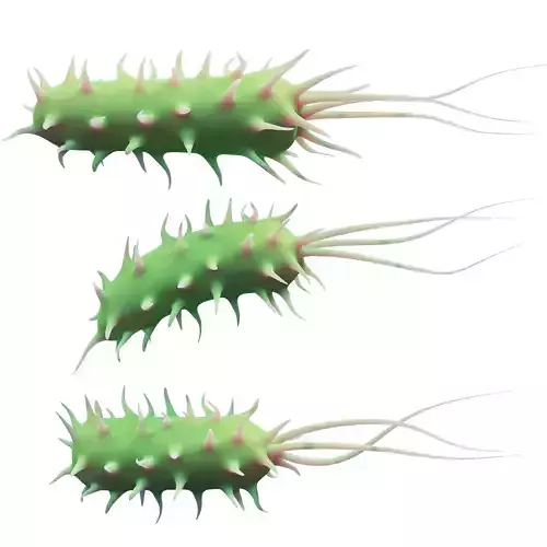 Prokaryotic Bacteria