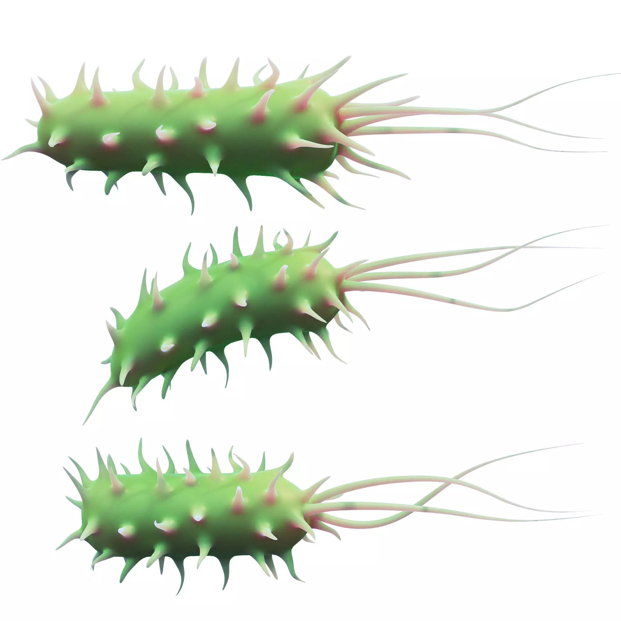 Prokaryotic Bacteria 3D model