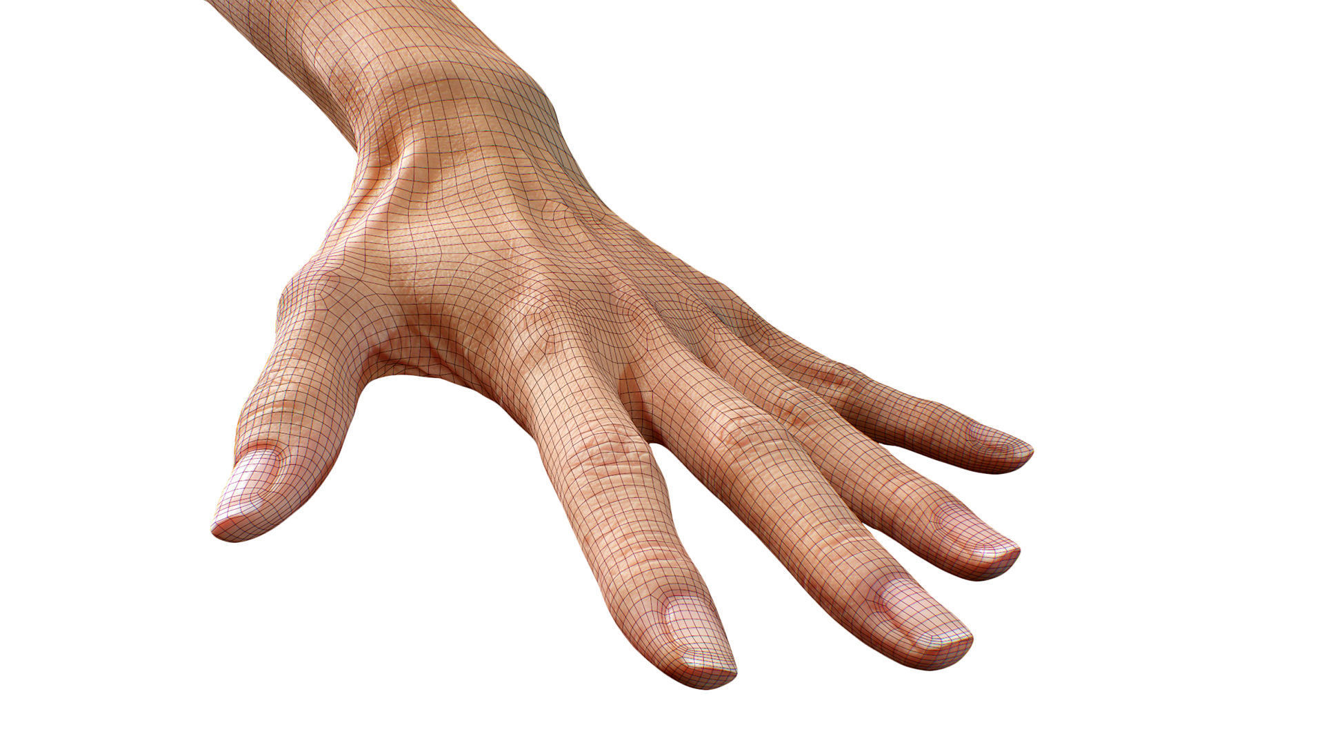 3D Retopologized Hand Scan Ishikawa Sayoko 3D model_6