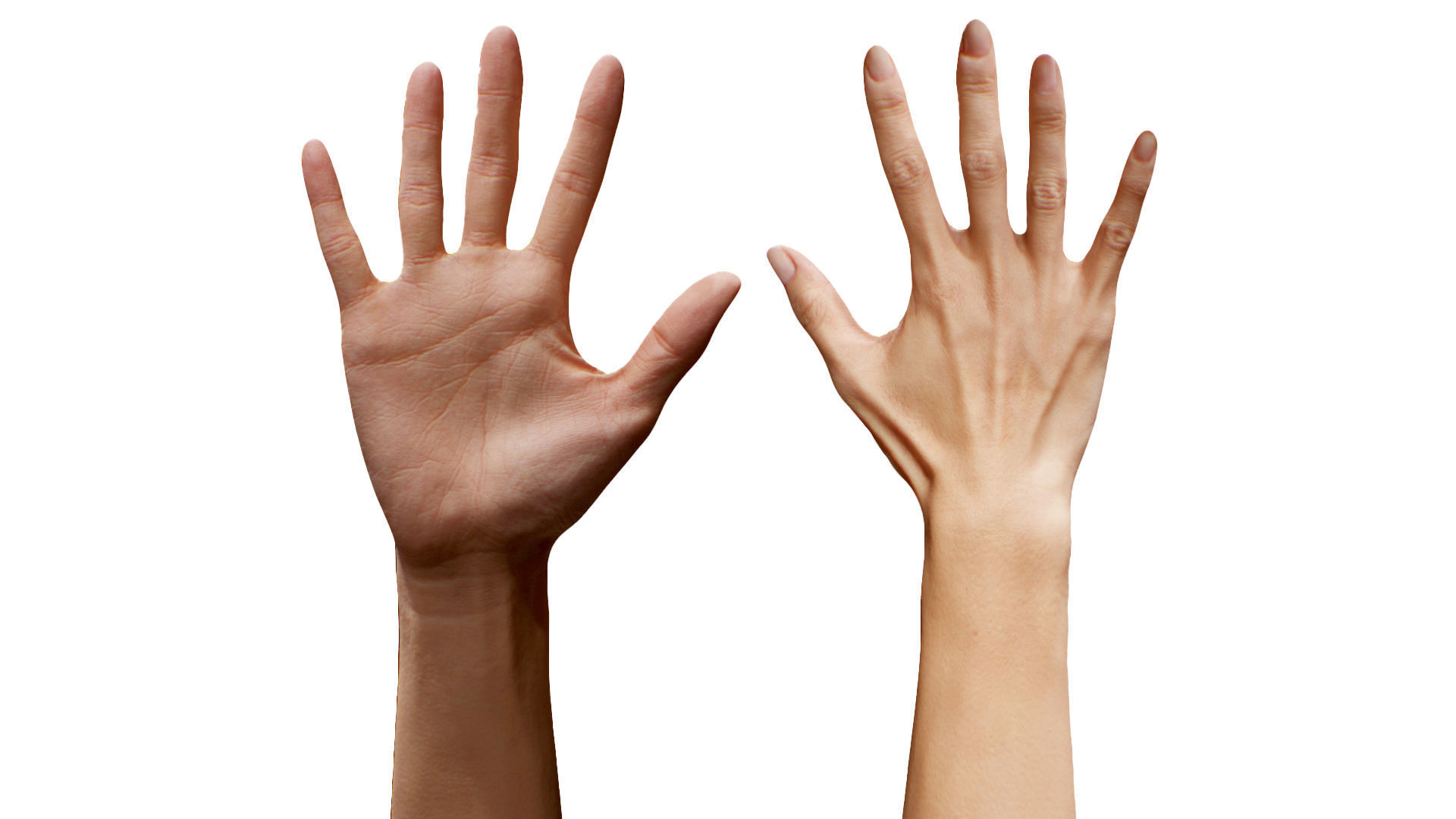 3D Retopologized Hand Scan Ishikawa Sayoko 3D model_3