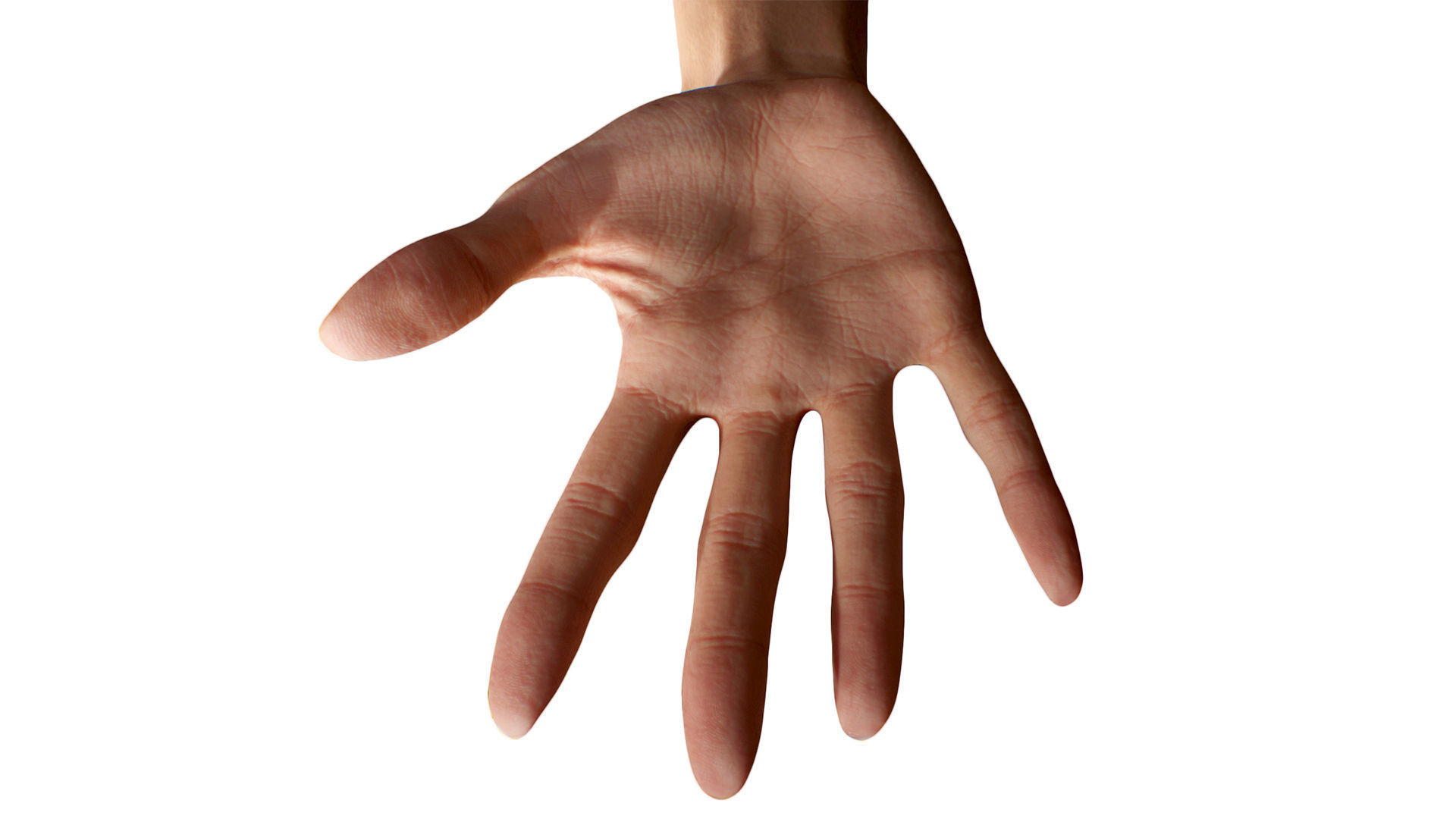 3D Retopologized Hand Scan Ishikawa Sayoko 3D model_9