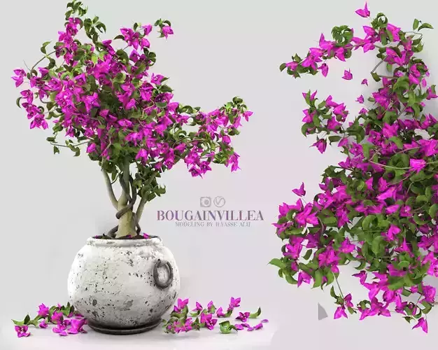 bougainvillea tree