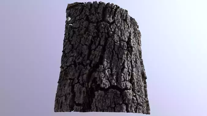 Cork tree photoscanned 3d detail