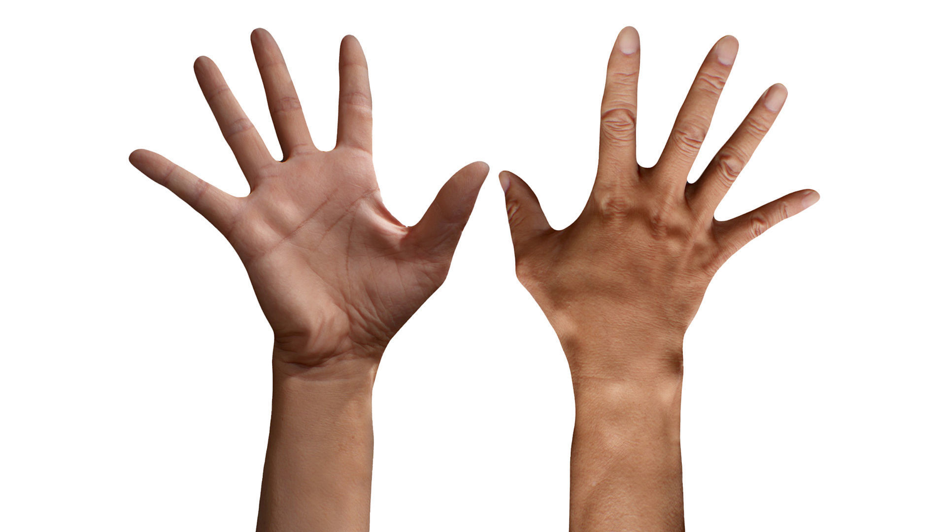 3D Retopologized Hand Scan Tokuda Heizo 3D model_3