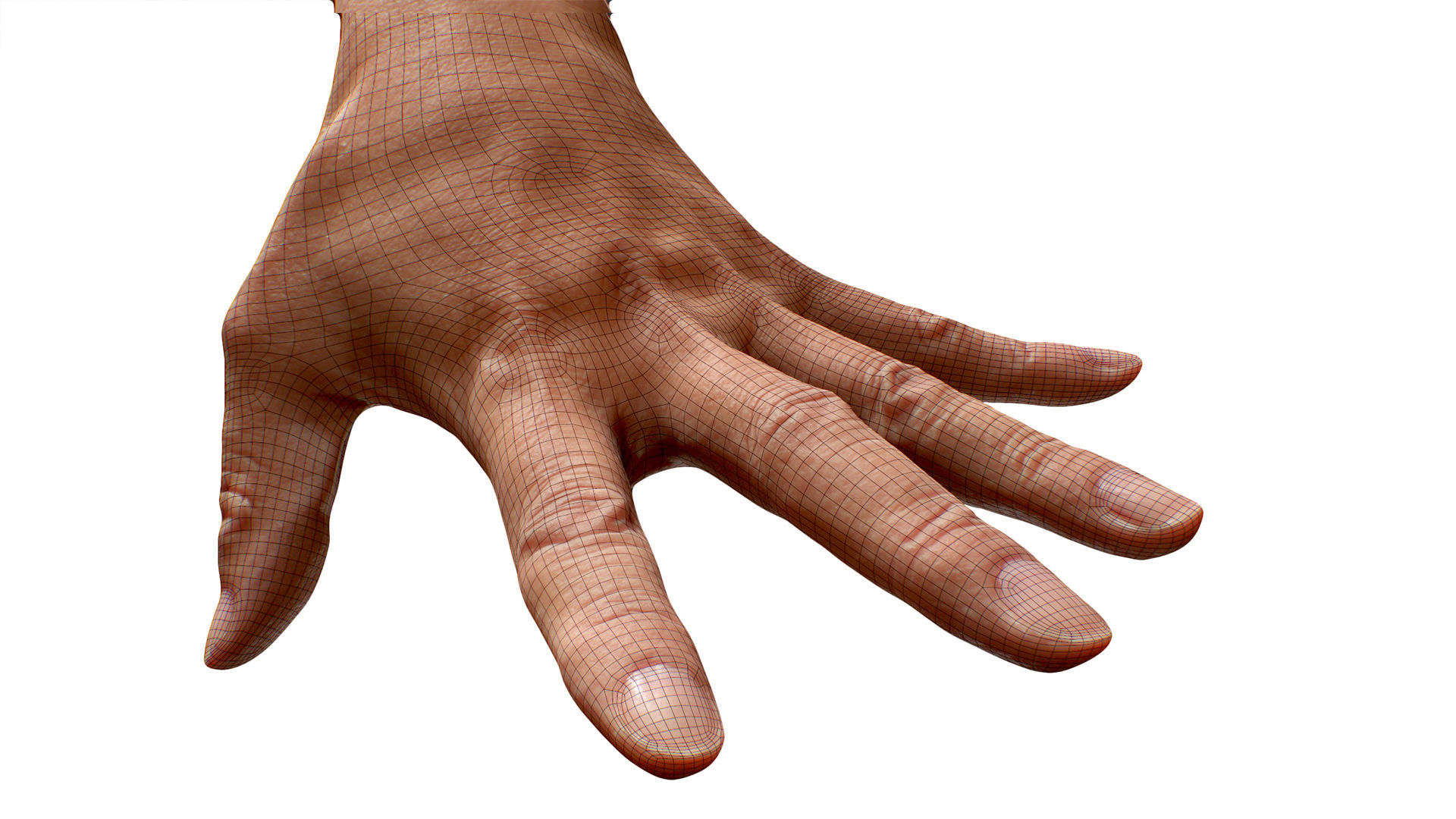 3D Retopologized Hand Scan Tokuda Heizo 3D model_6