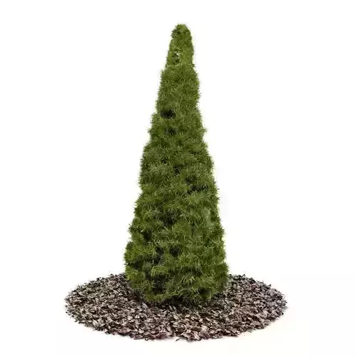 Conifer Tree 3D model