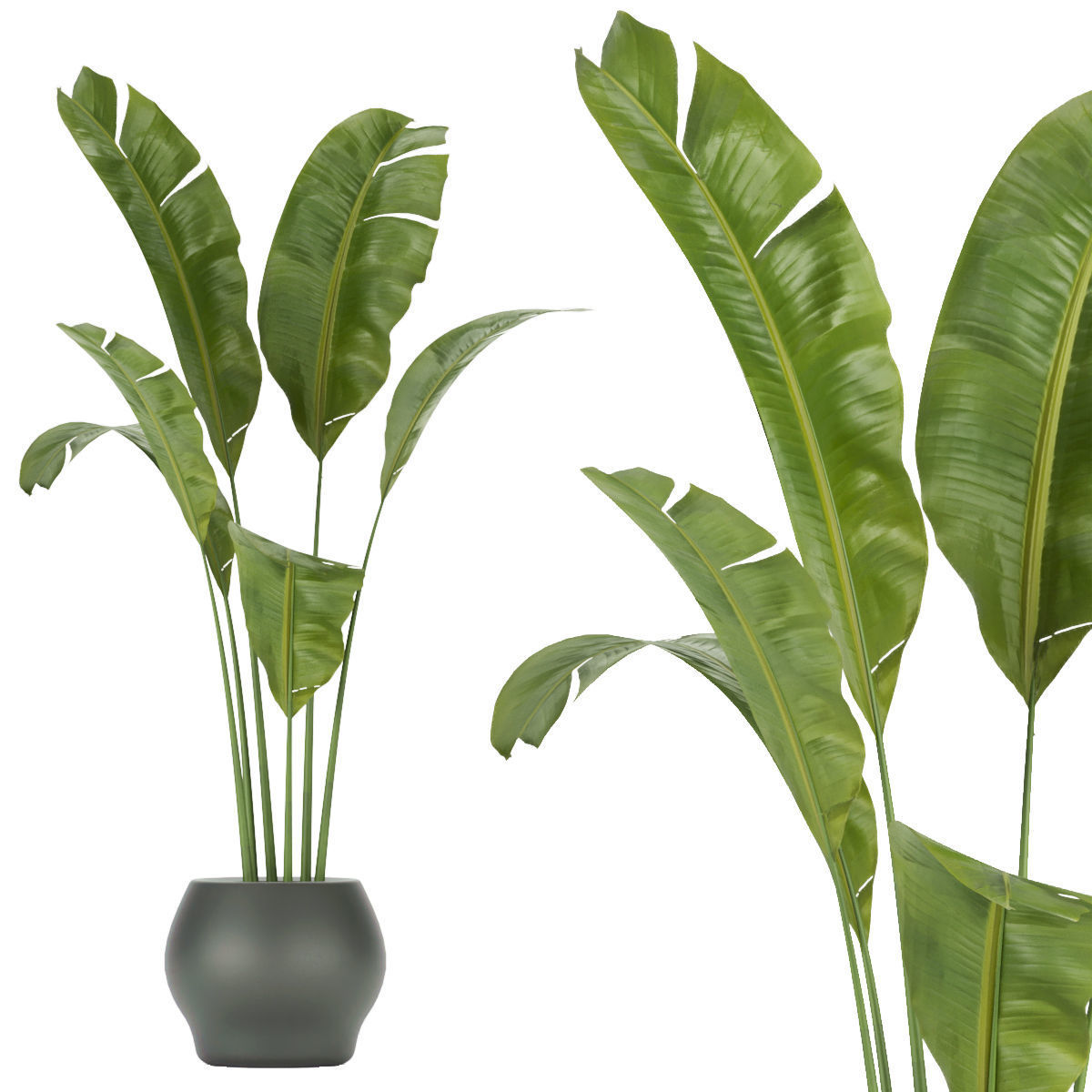 Collection plant vol 286 -indoor - leaf 3D model_4