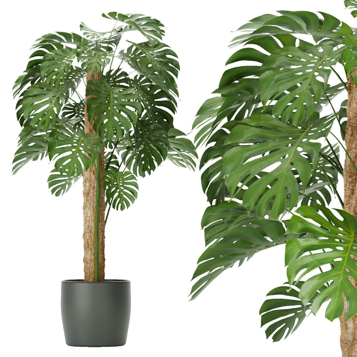 Collection plant vol 286 -indoor - leaf 3D model_1