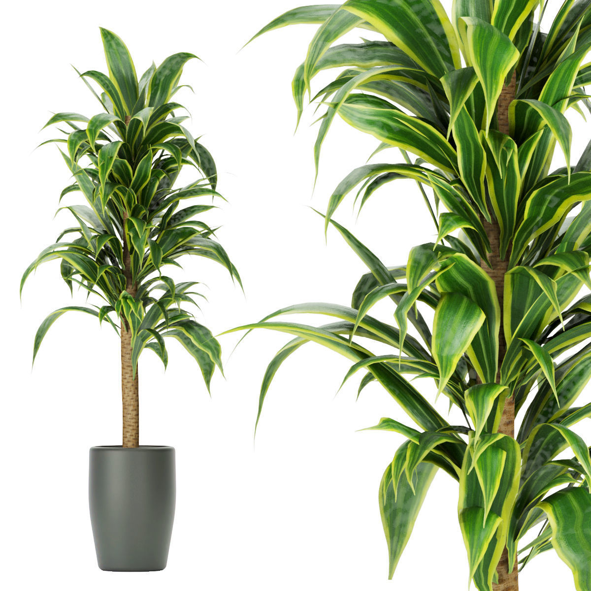 Collection plant vol 286 -indoor - leaf 3D model_2