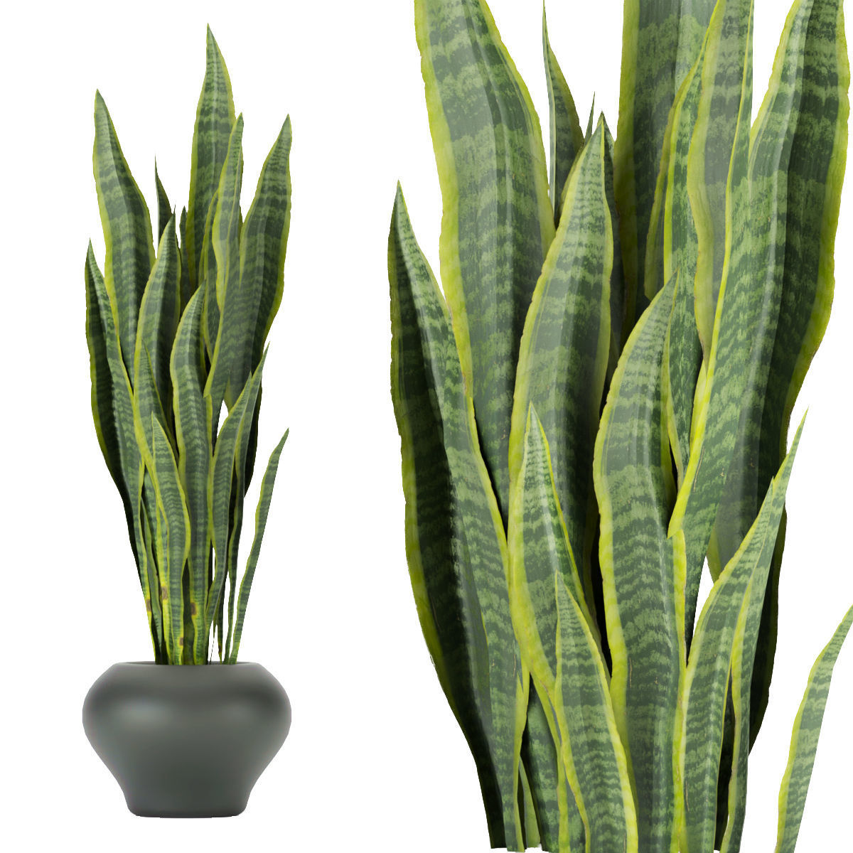 Collection plant vol 286 -indoor - leaf 3D model_5