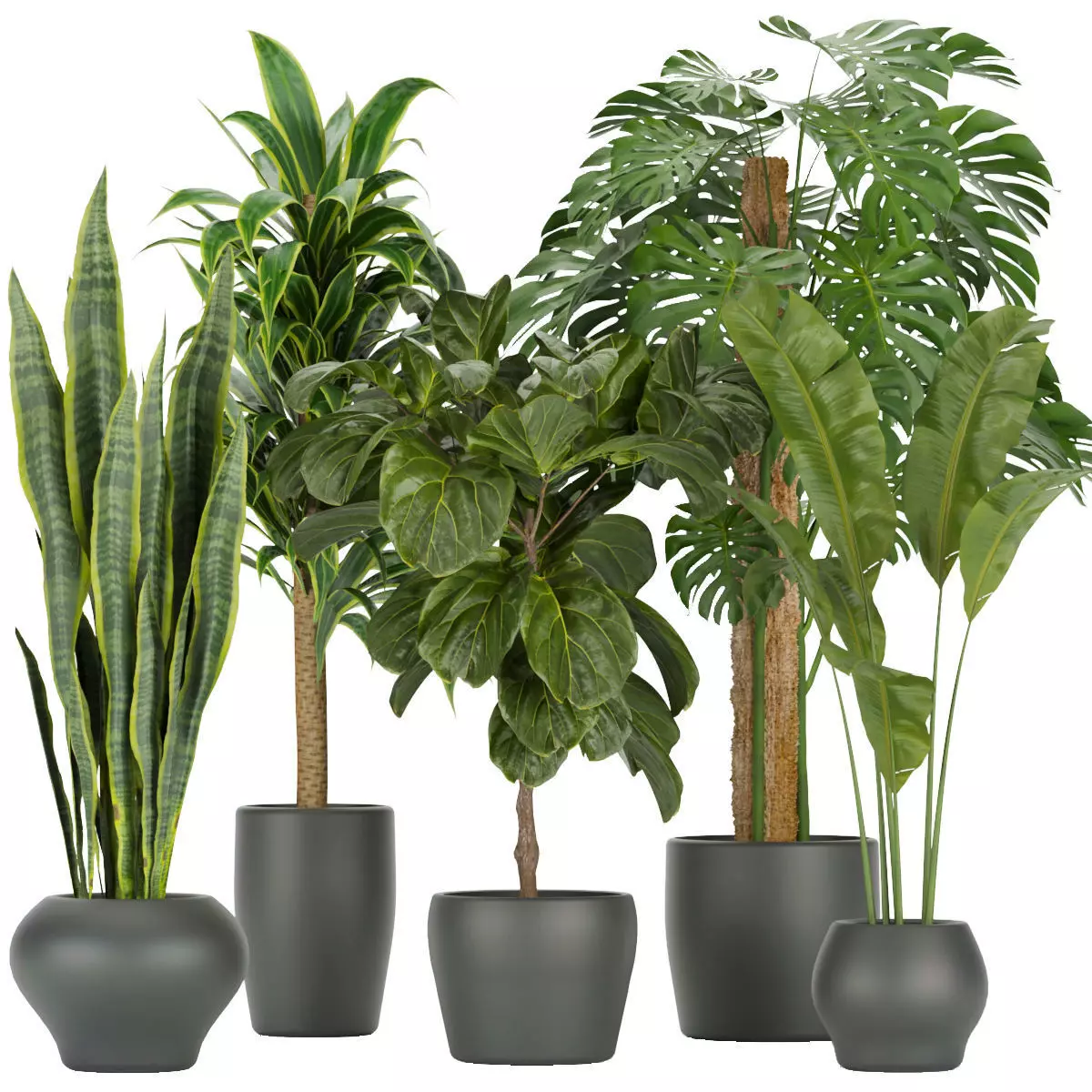 Collection plant vol 286 -indoor - leaf 3D model_0