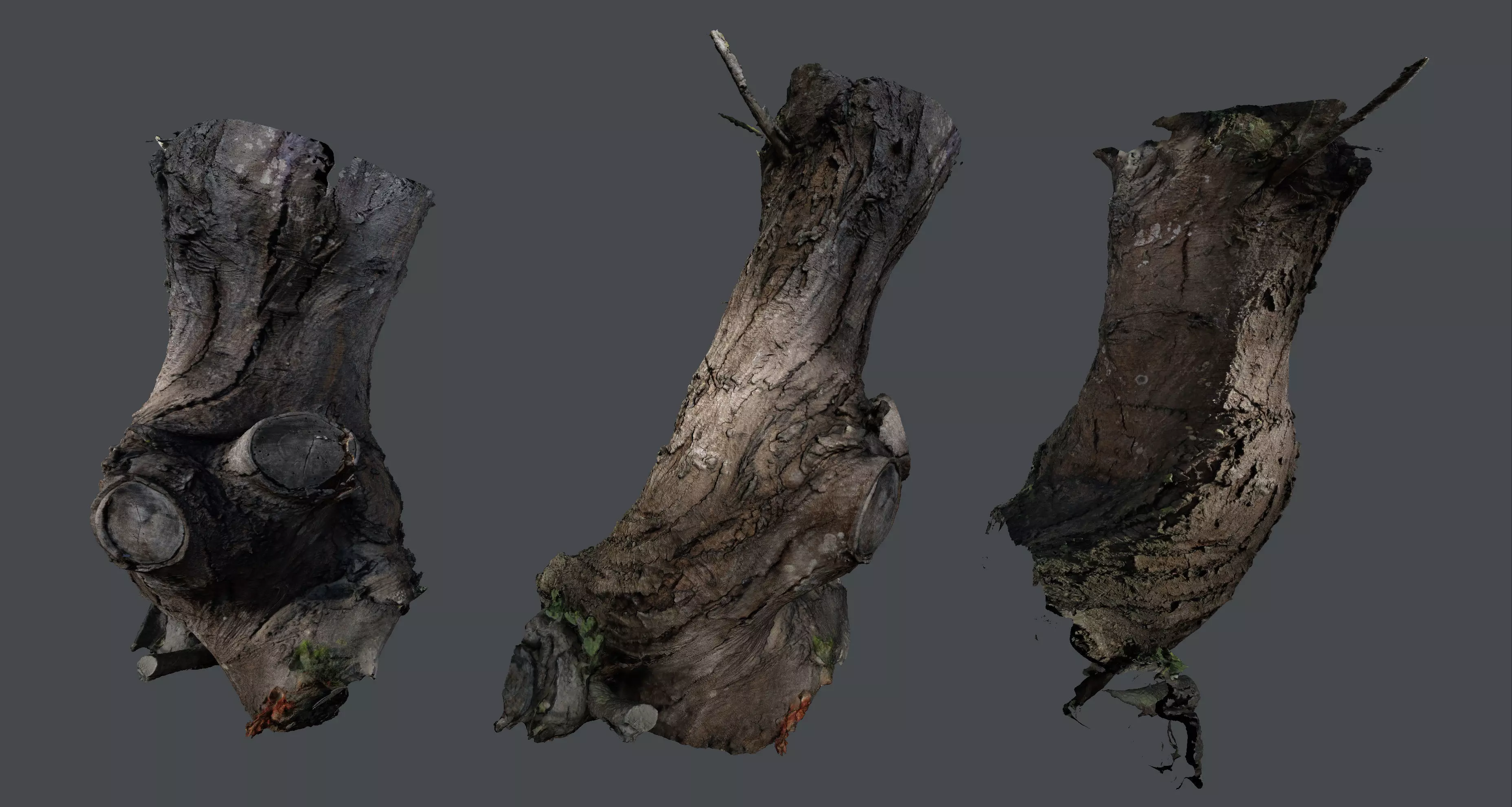 Tree trunk detail 3D model_0