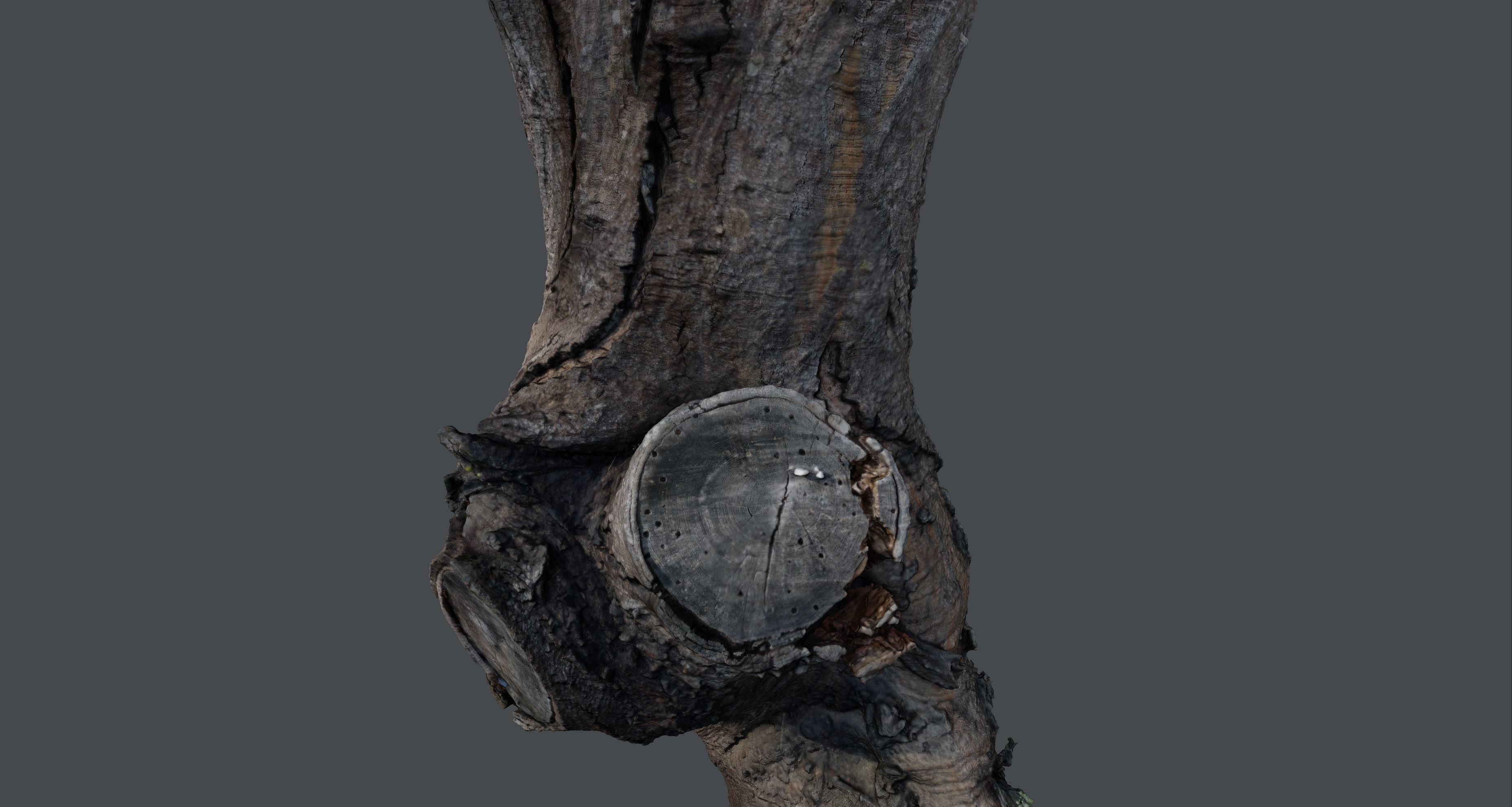 Tree trunk detail 3D model_6